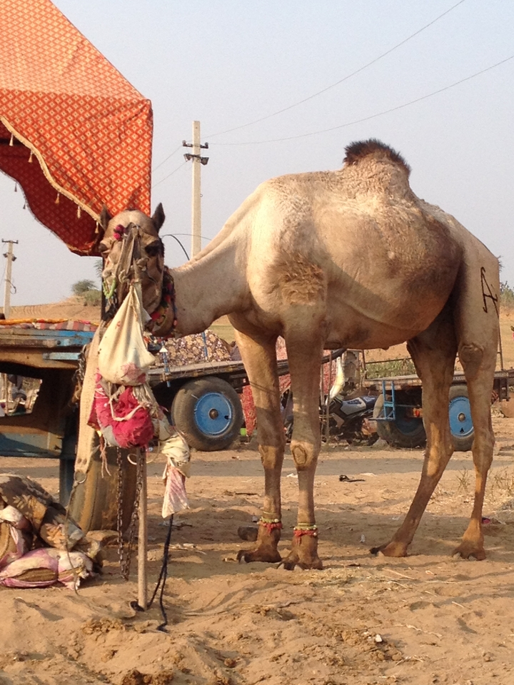 Camel with decorative coverings standing in a rural area.