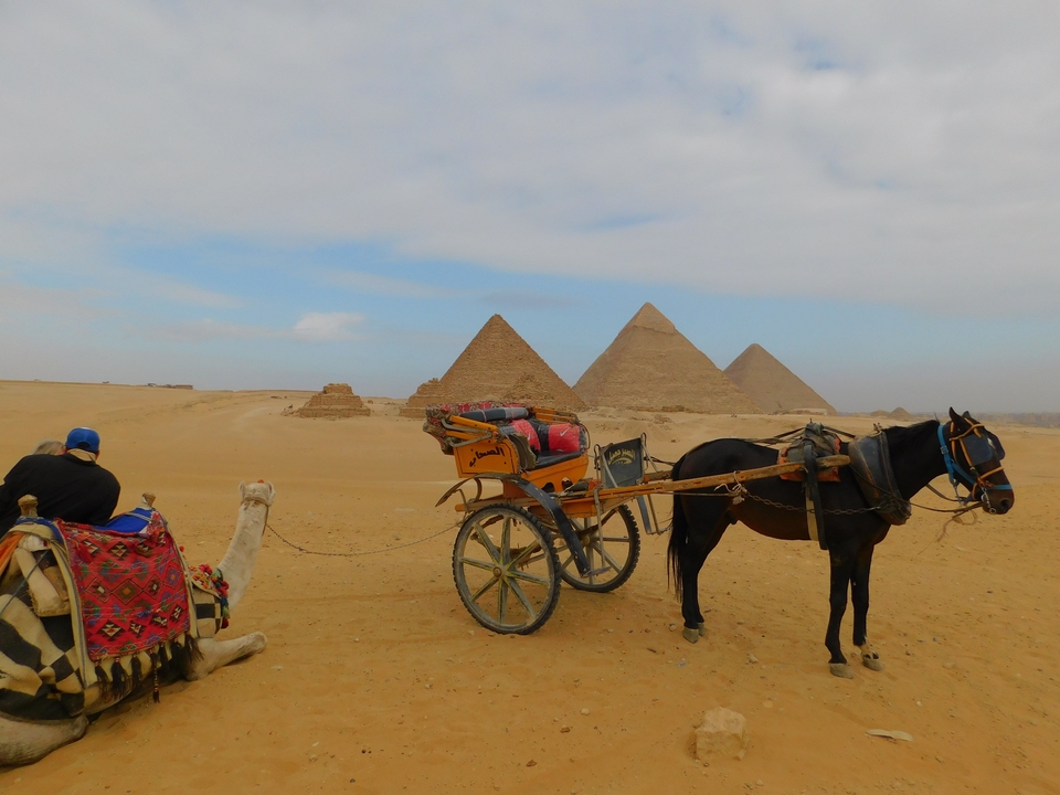 Une scène de désert avec des chameaux, des chevaux, et des pyramides en arrière-plan.