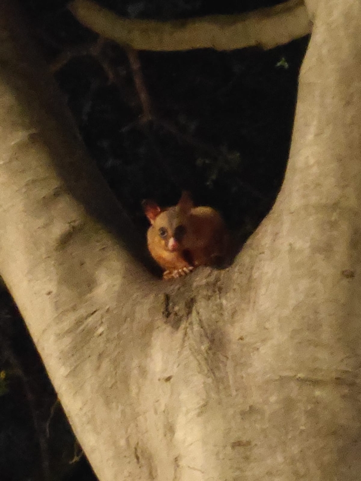 Petit animal qui jette un coup d'œil derrière un arbre.
