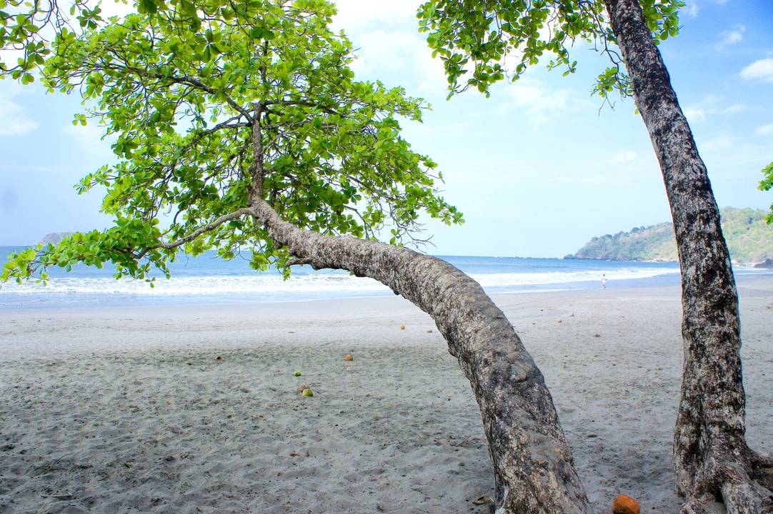 Un arbre sur une plage de sable avec l'océan en arrière-plan