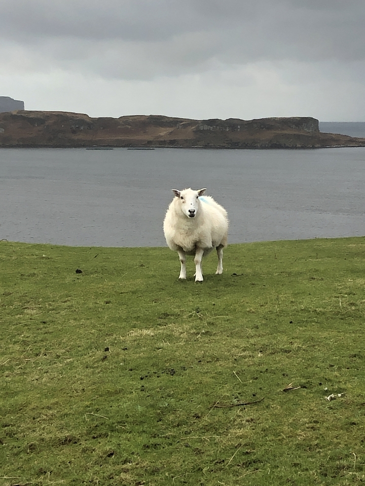 Sheep on a grassy plain near a lake.