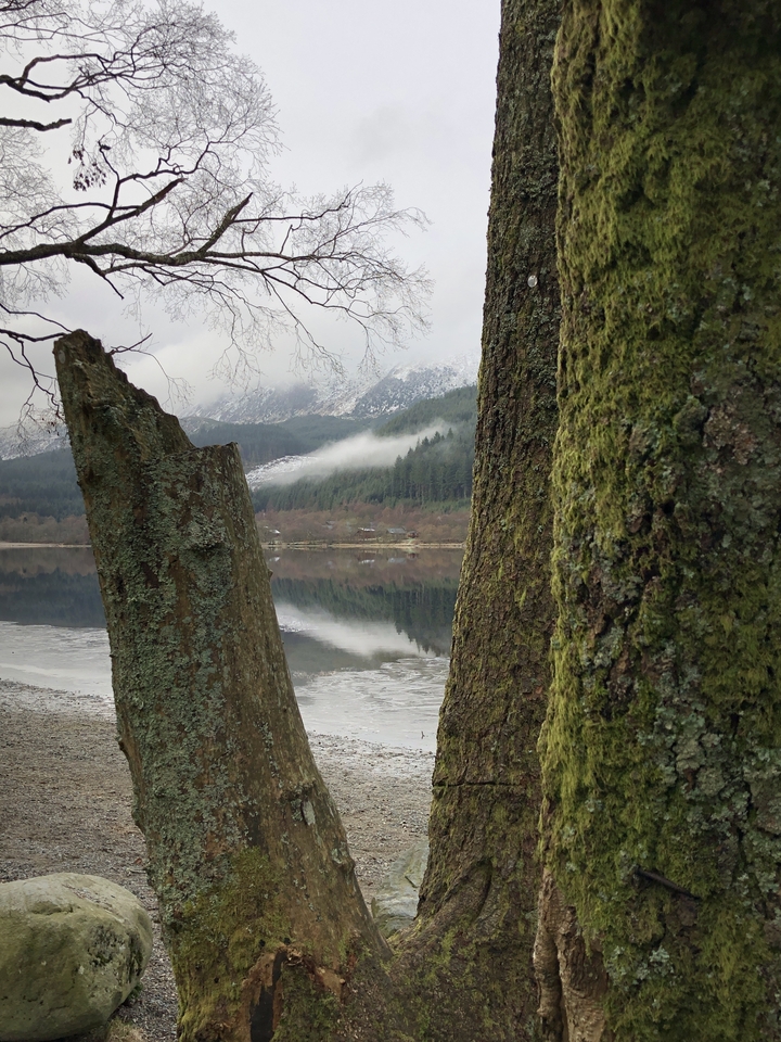 Mossy trees framing a misty landscape.