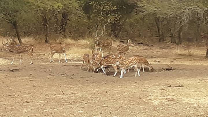 Un groupe de cerfs tachetés dans une zone forestière.