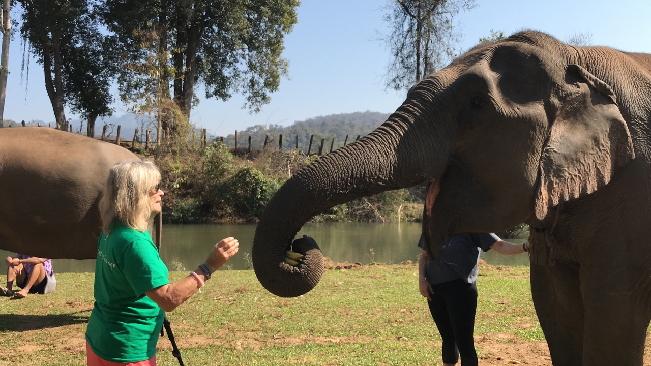 Une femme interagissant avec un éléphant dans un champ herbeux.