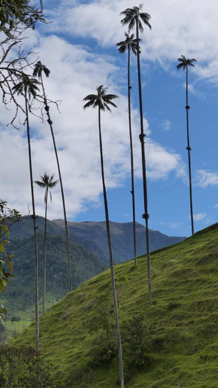 Grands palmiers avec un arrière-plan montagneux.