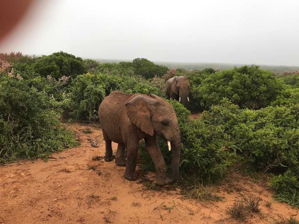 Des éléphants marchant à travers la brousse.