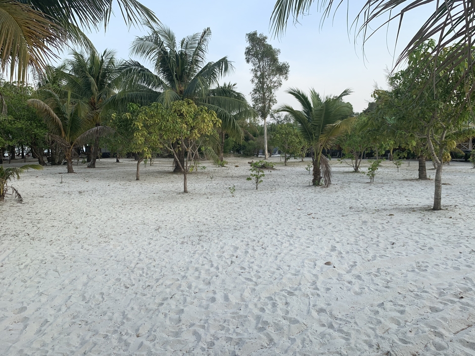 Plage de sable blanc bordée de palmiers.