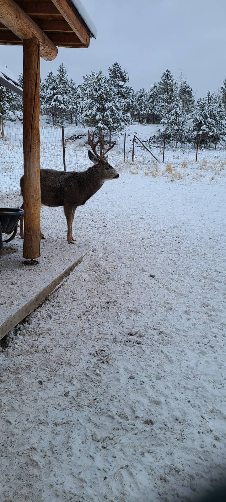 Cerf debout sur un sol enneigé près d'un poteau en bois.