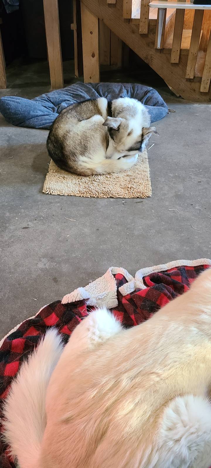 Chien endormi sur un tapis dans un intérieur en bois.
