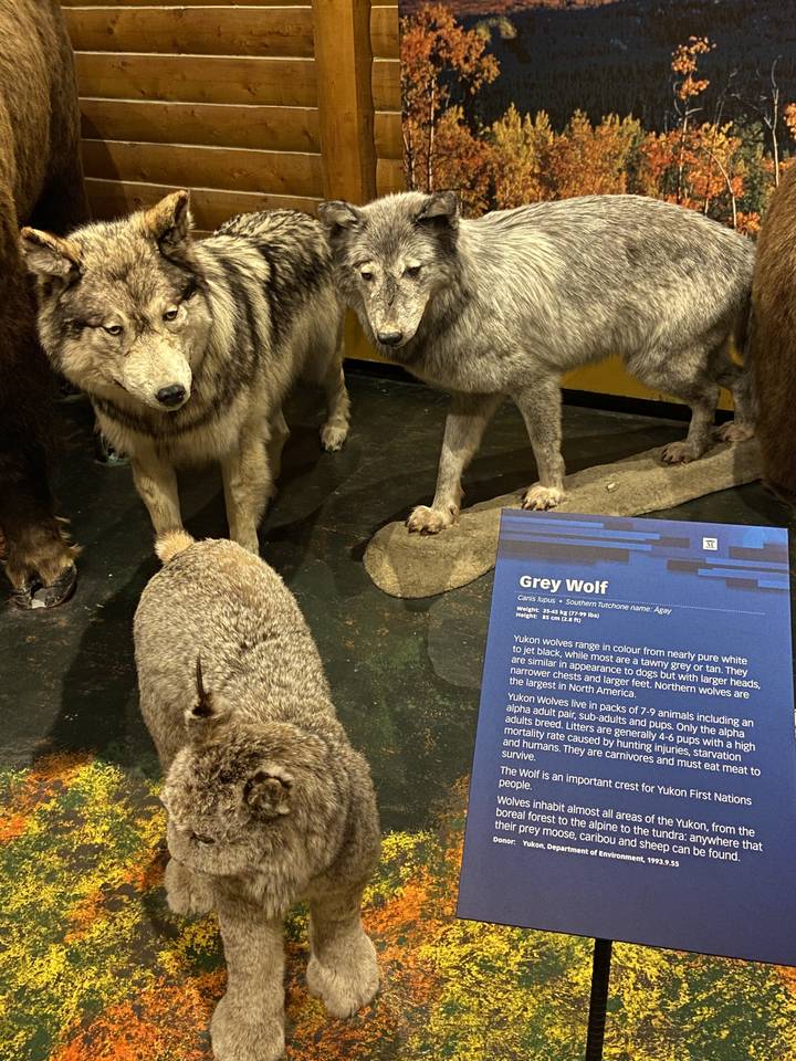 Exposition de loups gris dans un cadre muséal.