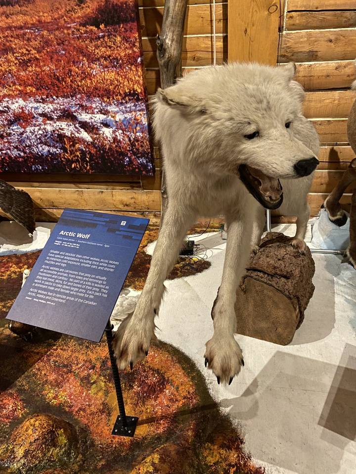 Spécimen de loup arctique exposé dans un musée.