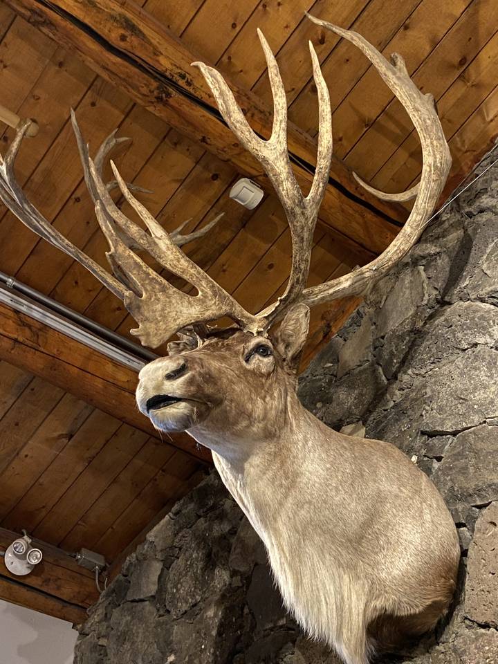 Présentation taxidermique d'un cerf dans un décor rustique.