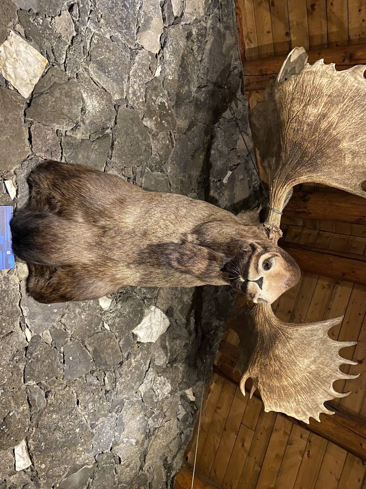 Tête d'élan empaillée dans un intérieur en bois.