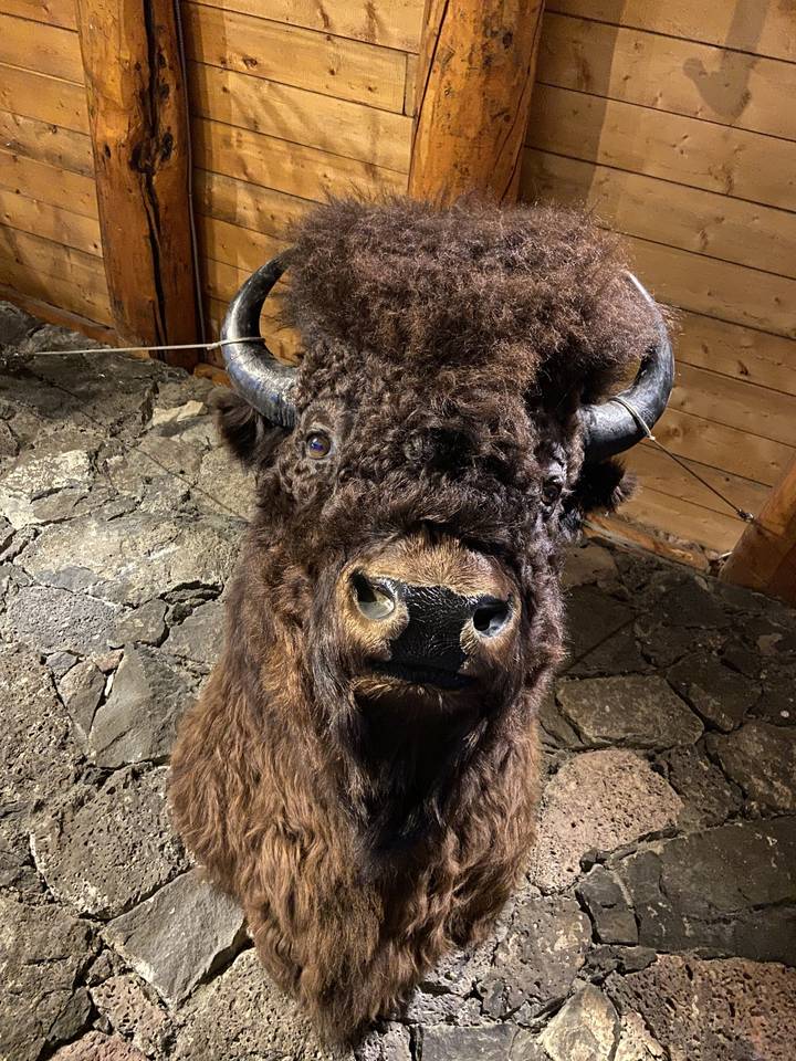 Tête de bison empaillée avec fourrure détaillée.