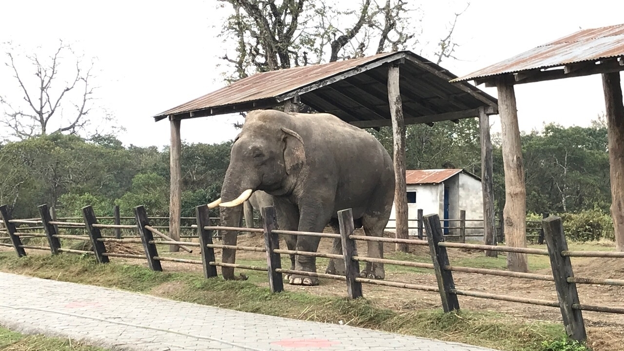 Éléphant debout dans un enclos.