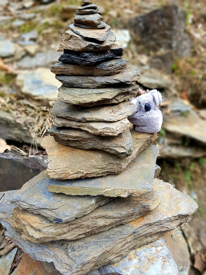 Un koala en peluche qui grimpe sur un tas de pierres à l'extérieur.