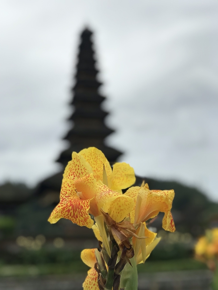 Gros plan d'une fleur avec une pagode en arrière-plan.