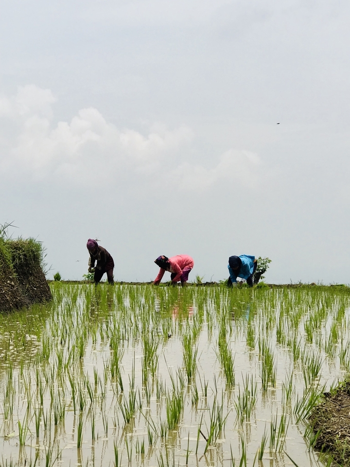 Des femmes plantent du riz dans un champ inondé.