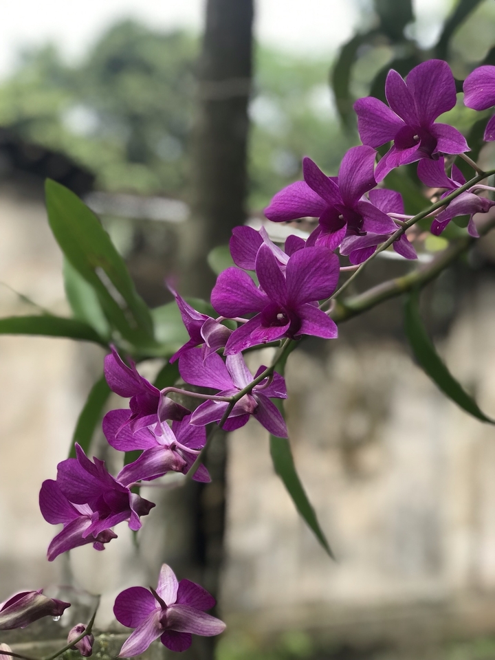Gros plan de fleurs violettes éclatantes.