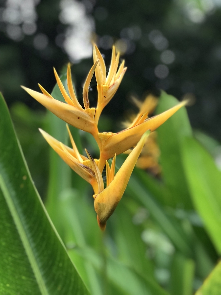 Image détaillée d'une fleur tropicale jaune.