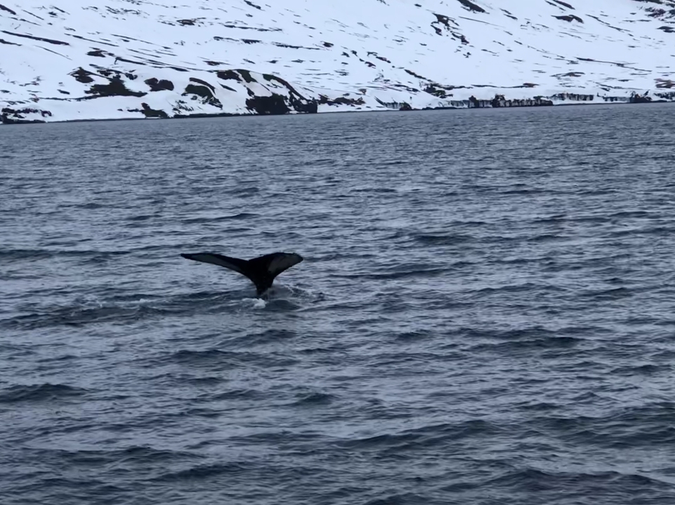 Whale tail emerging from the water in a snowy landscape.