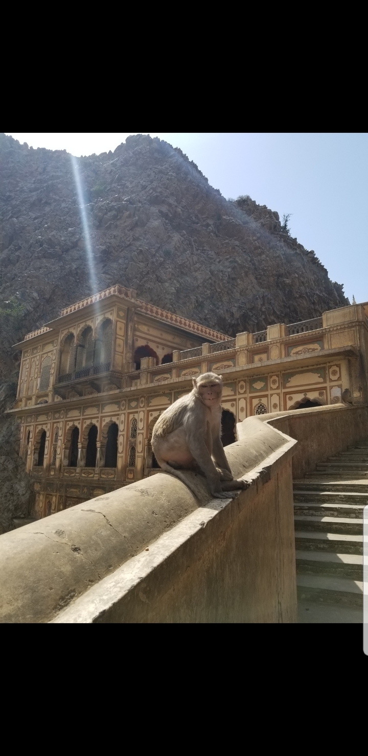 Un singe assis devant un bâtiment historique orné.