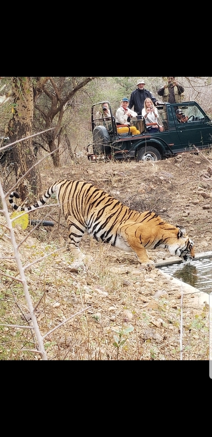 Un tigre buvant de l'eau dans un environnement naturel et aride.