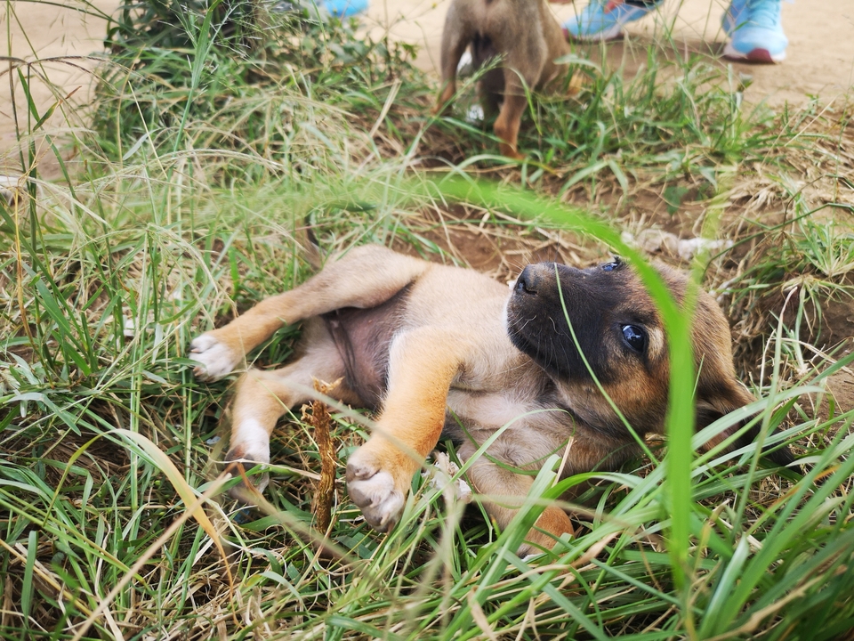 Mignon petit chien couché dans l'herbe.