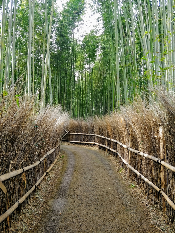Sentier à travers une forêt de bambous.