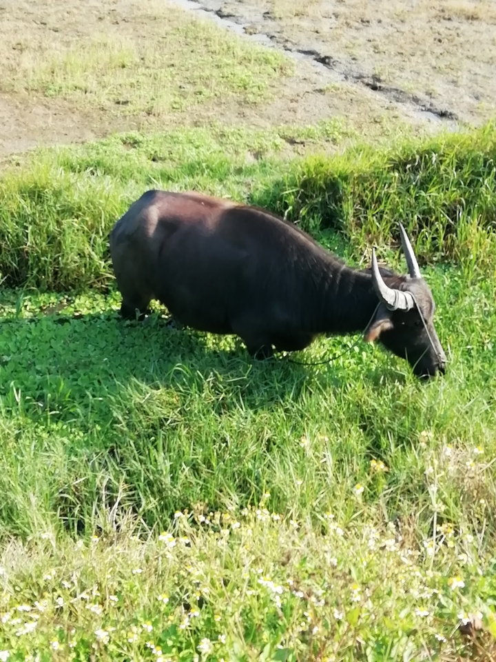 Buffles d'eau paissant dans un champ vert luxuriant.