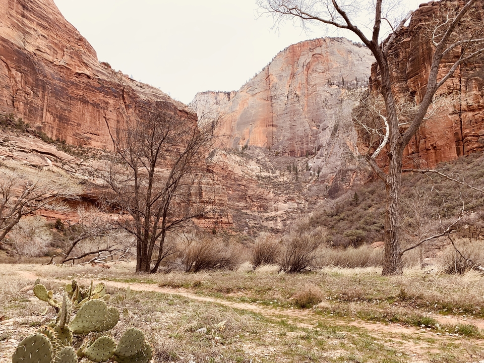 Arbres dénudés et paysage rocheux dans le canyon.