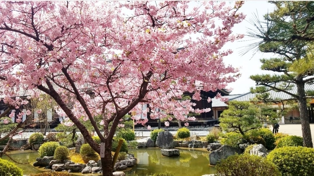 Cherry blossom tree in a traditional Japanese garden.