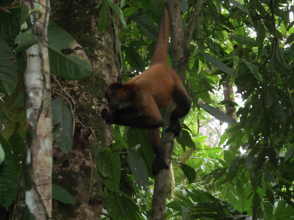 Un singe qui grimpe à un arbre dans une forêt dense.