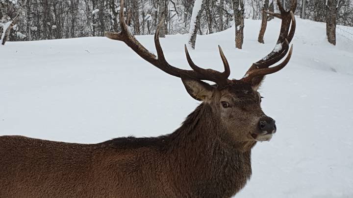 Close-up of a reindeer in the snow.