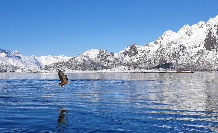 Eagle flying over a scenic snowy mountain landscape.