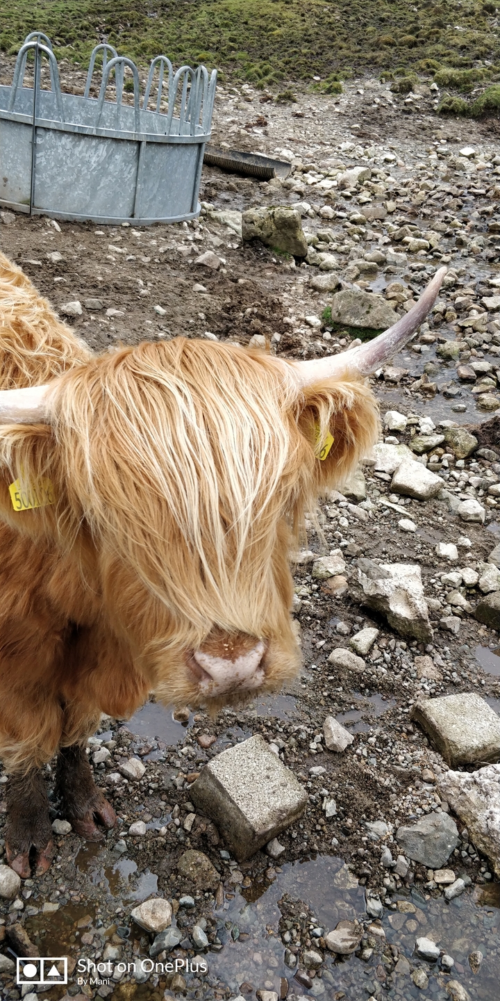 Gros plan d'une vache Highland avec une étiquette dans l'oreille.