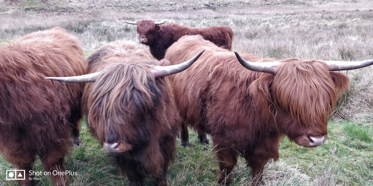Vaches Highland dans un champ herbeux avec filigrane.
