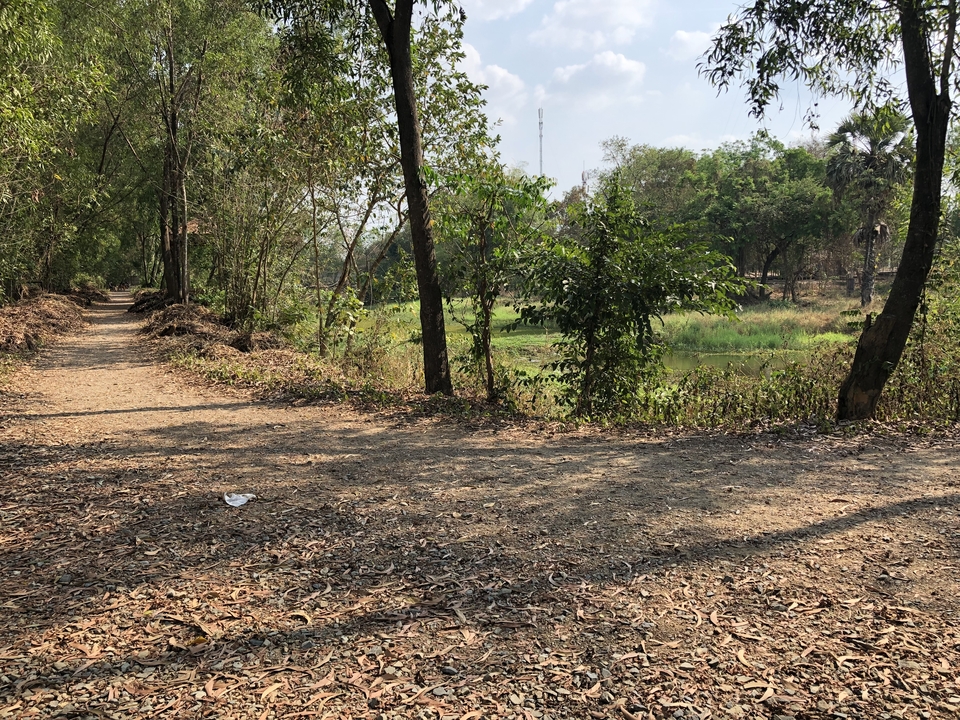 Dirt path in a forested area.