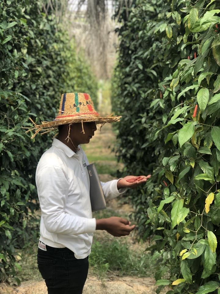 Personne avec un chapeau de paille tenant des grains de poivre dans un jardin.