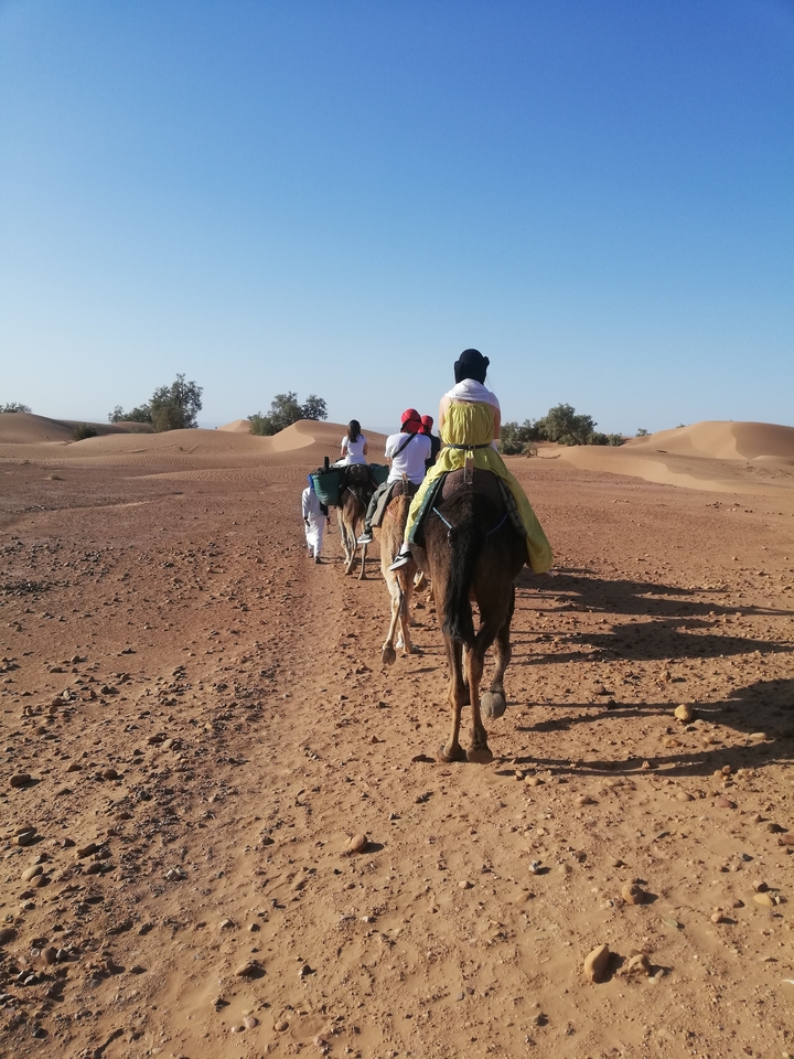 People riding camels in the desert with clear skies.