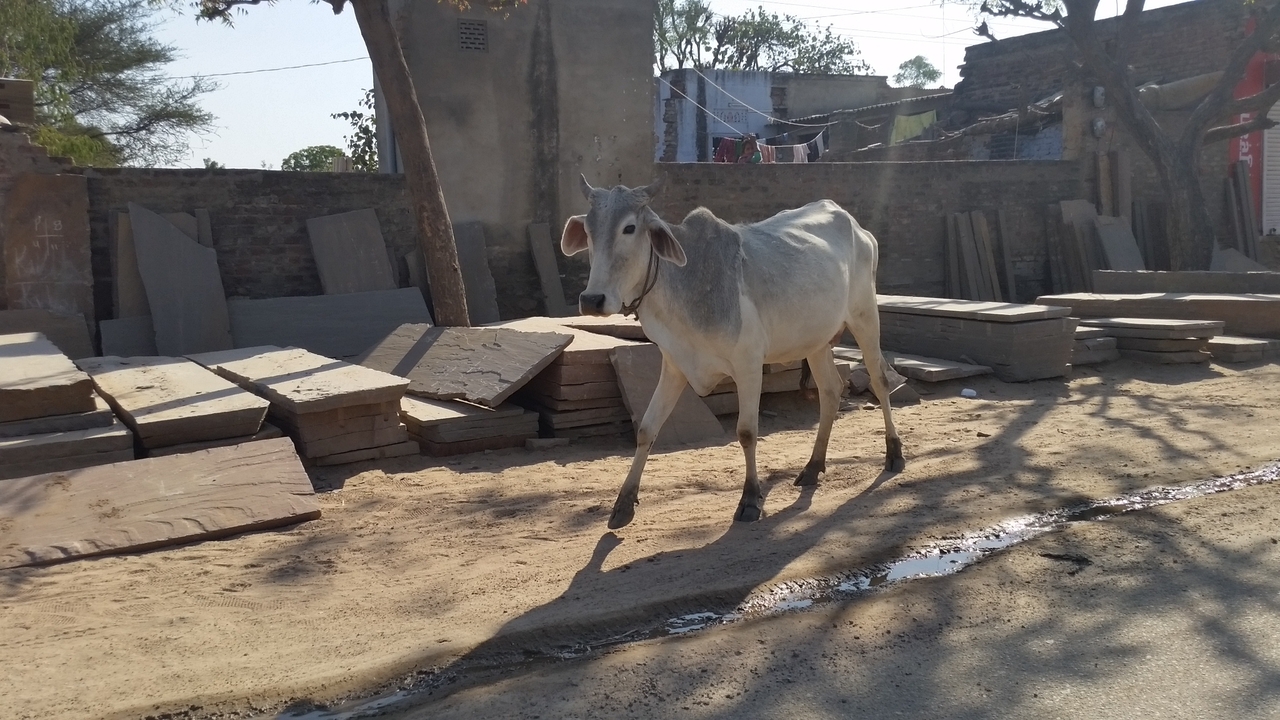 Vache marchant le long d'un sentier sablonneux dans une zone résidentielle.