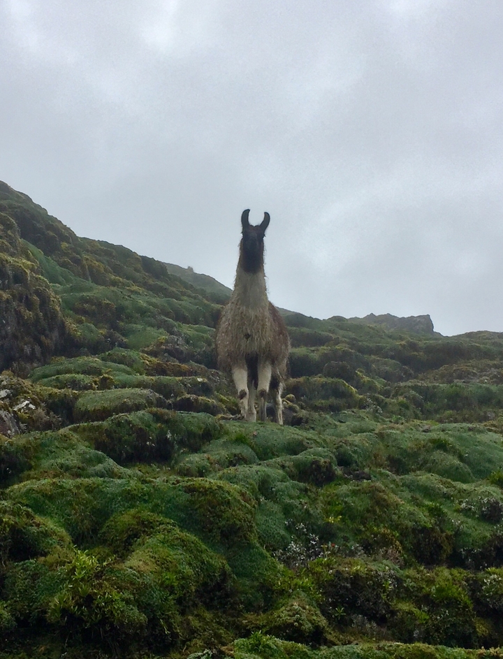 Lama debout sur une colline moussue sous un ciel nuageux.