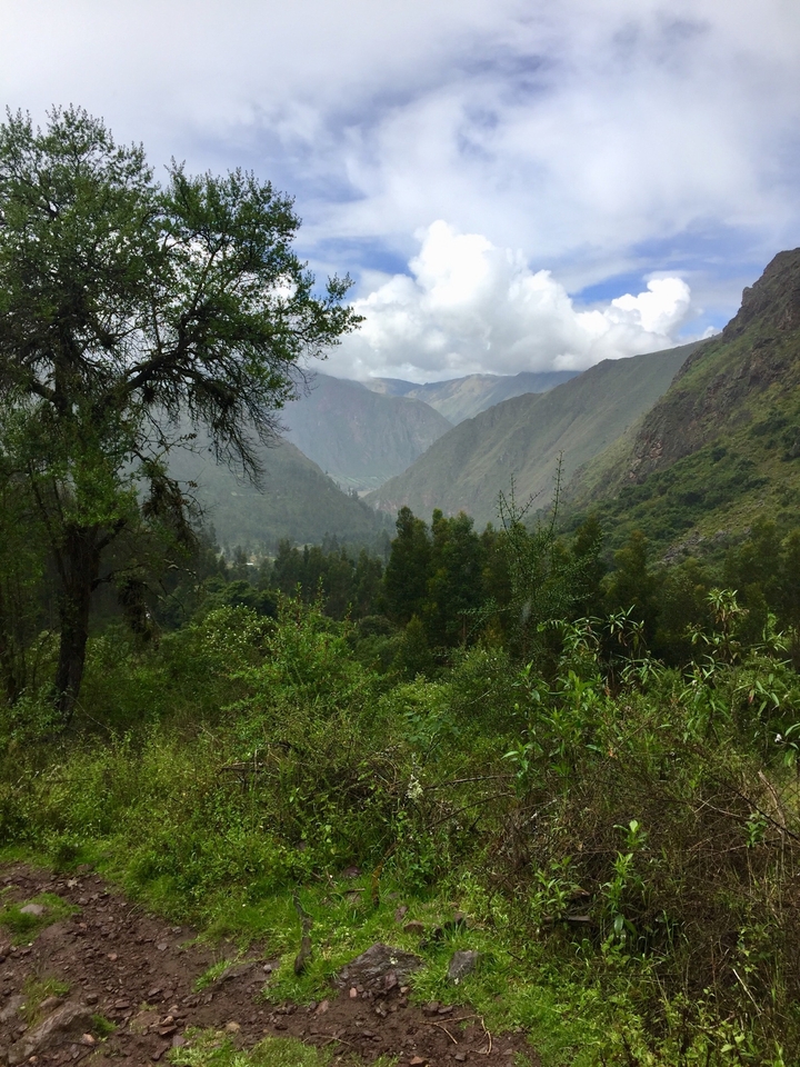 Vallée verdoyante luxuriante entourée d'arbres et de montagnes lointaines.