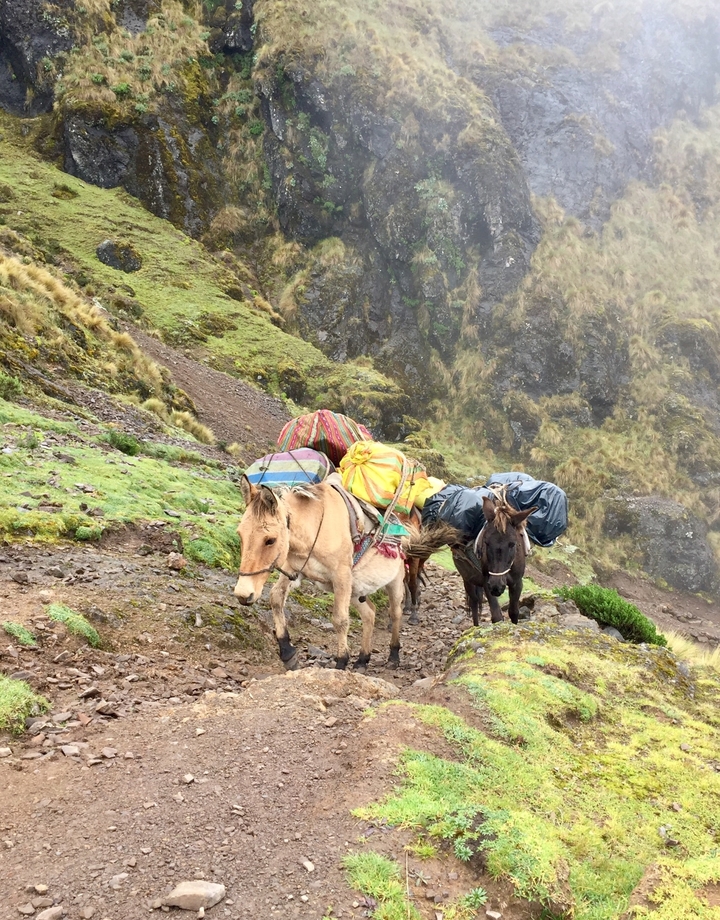 Des ânes portant des charges sur un sentier de montagne.