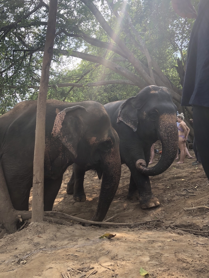 Deux éléphants debout sous des arbres, une personne en arrière-plan.