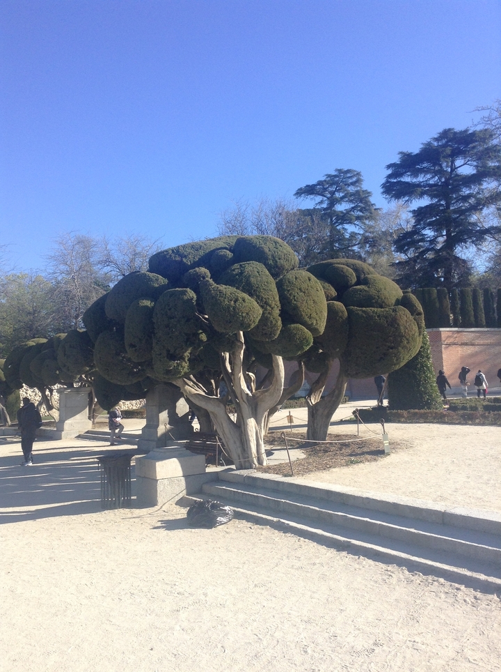 Unusual looking trees in a manicured garden.