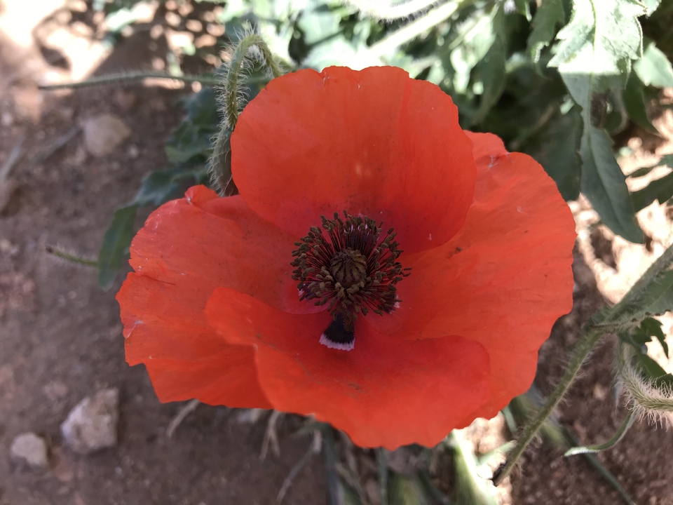 Gros plan d'une fleur de coquelicot rouge.