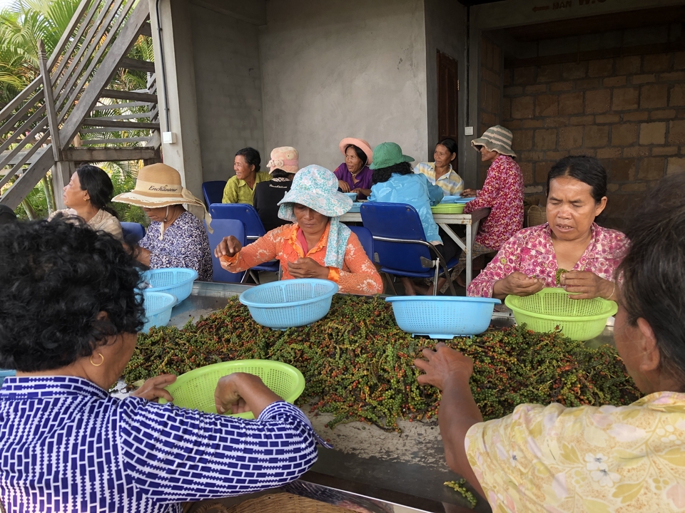 Groupe de femmes triant des légumes à une table.