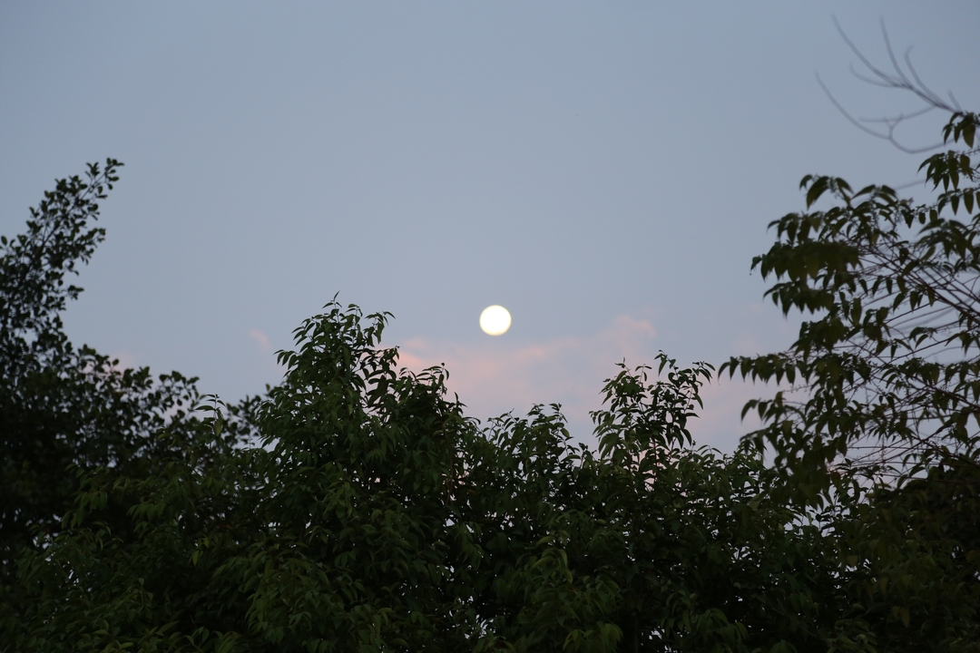 Lever de lune au-dessus de la cime des arbres le soir.