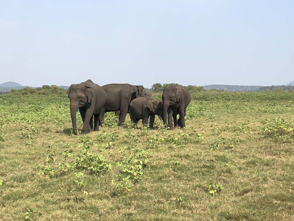Groupe d'éléphants debout dans une prairie.